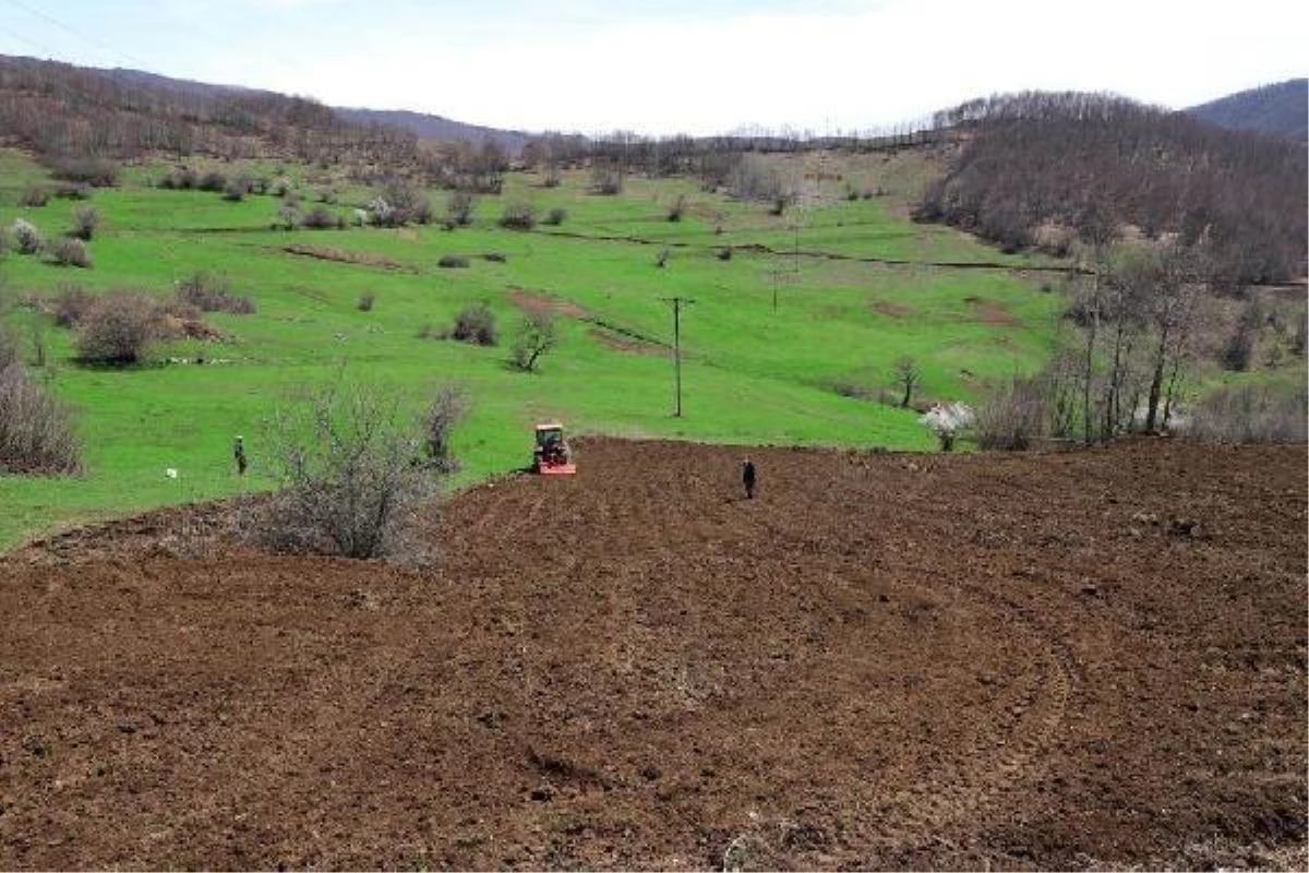 Ordu\'da atıl araziler ekonomiye 75 milyon TL kazandırdı