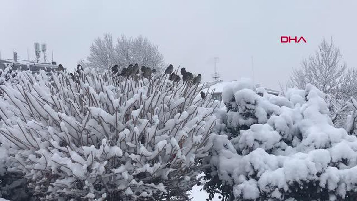 Sivas'ta kar yağışı etkili oluyor