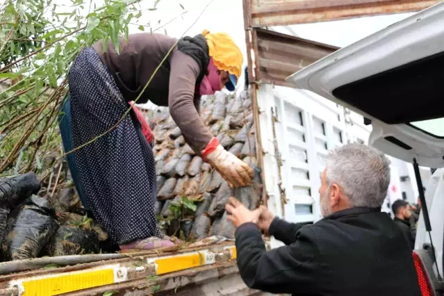 Uludereli çiftçilere 7 bin 800 fide dağıtıldı