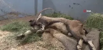 Yaralı halde bulunan dağ keçisi tedavi altına alındı