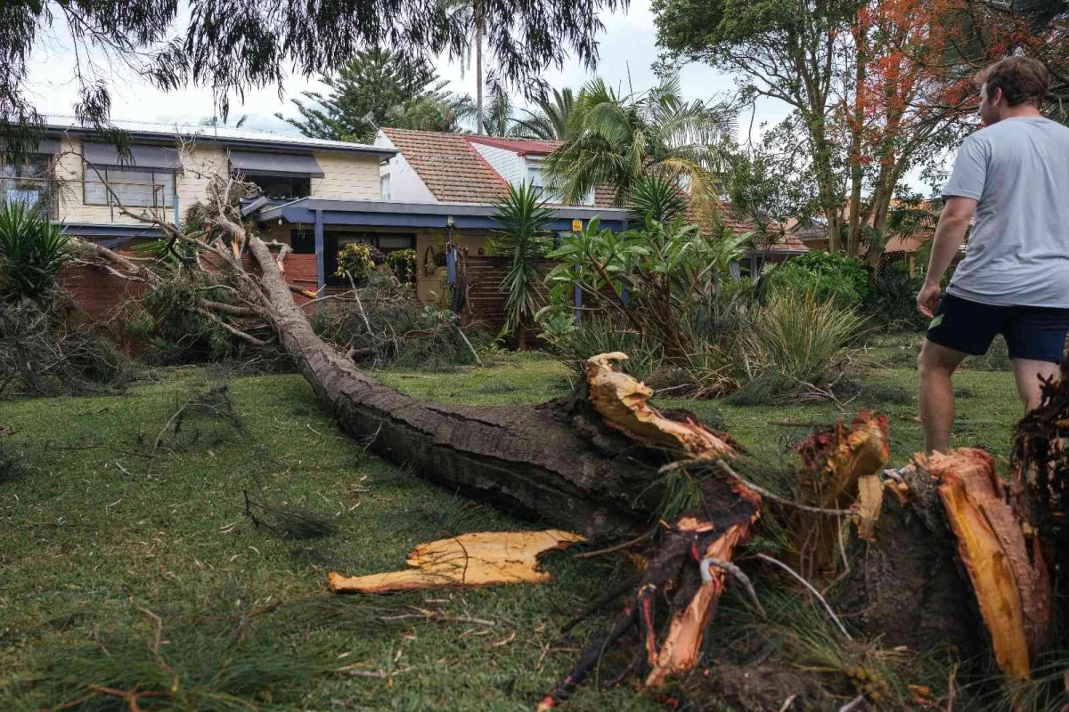 Son dakika haberi... Avustralya\'da ağaç devrildi: 1 ölü, 3 yaralı