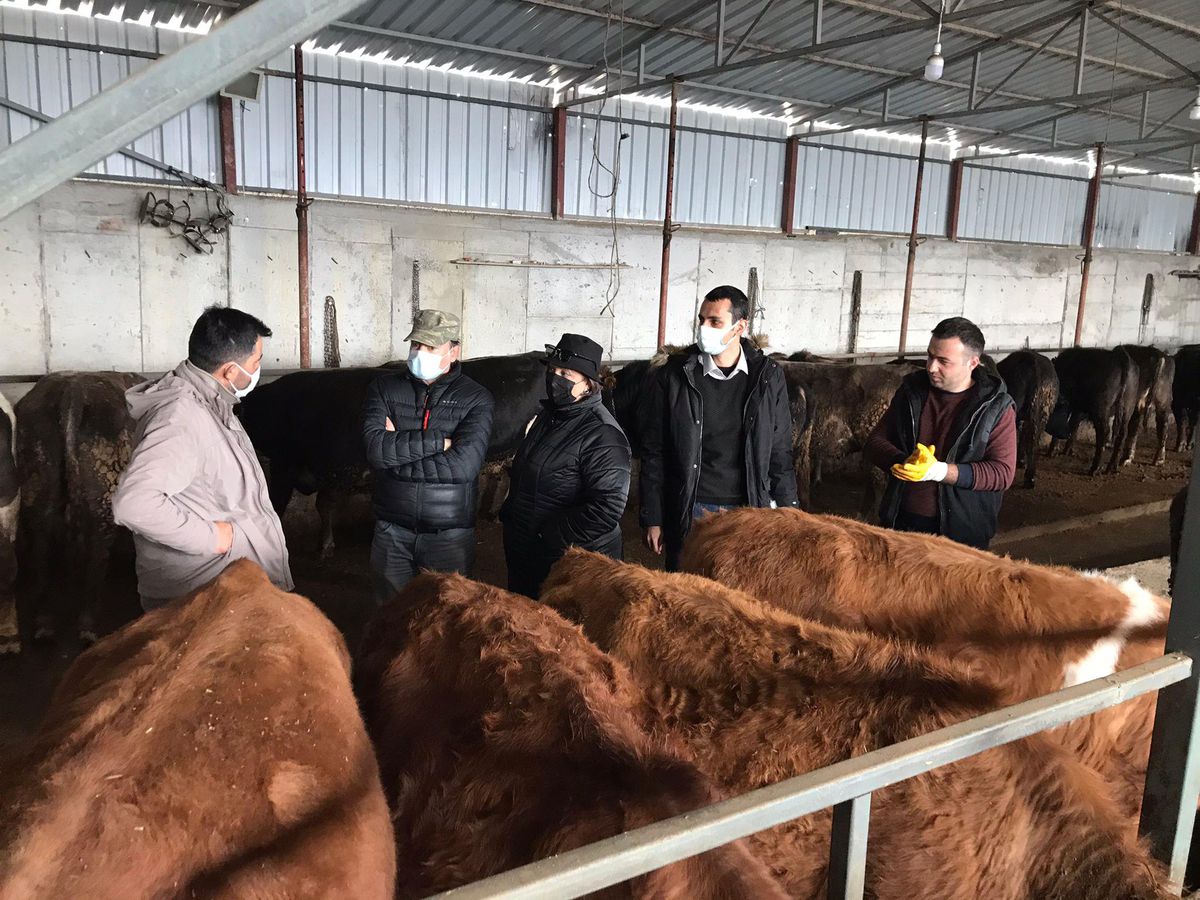 Eflani'de büyükbaş hayvancılığın durum tespiti için makale hazırlandı