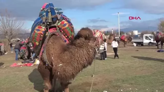 pehlivan develer koyun ihtiyaclari icin guresti