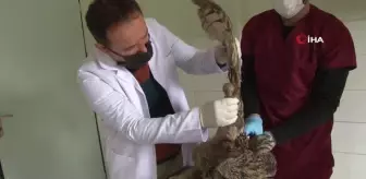 Yaralı halde bulunan kulaklı orman baykuşları tedavi altına alındı