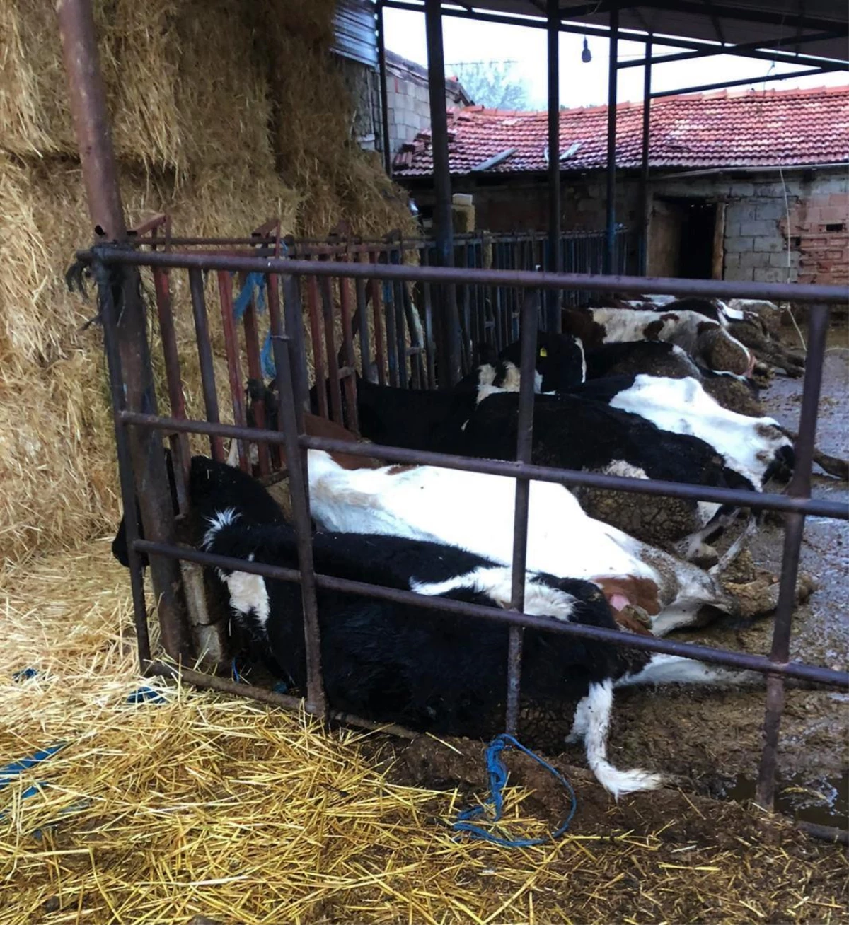 Burdur\'da elektrik akımına kapılan 13 inek telef oldu