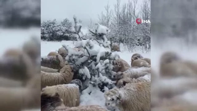 Karda yayılan koyunlar ilginç görüntüler oluşturdu