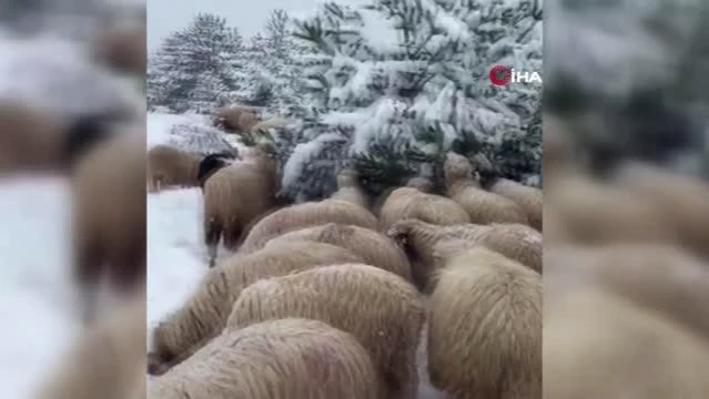 Karda yayılan koyunlar ilginç görüntüler oluşturdu