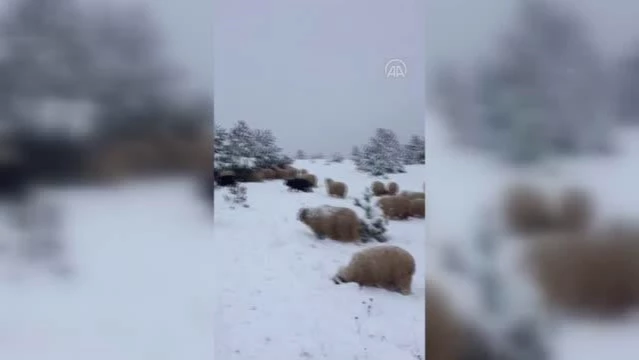 Karla kaplı merada otlayan koyunlar ilginç görüntüler oluşturdu