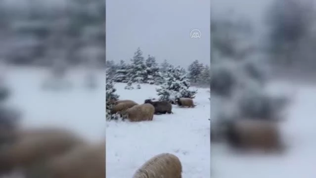 Karla kaplı merada otlayan koyunlar ilginç görüntüler oluşturdu