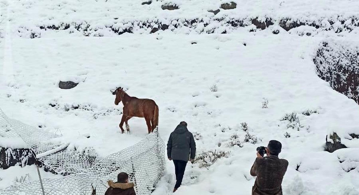 Karlıova\'da ayağı kırık at tedavi altına alındı