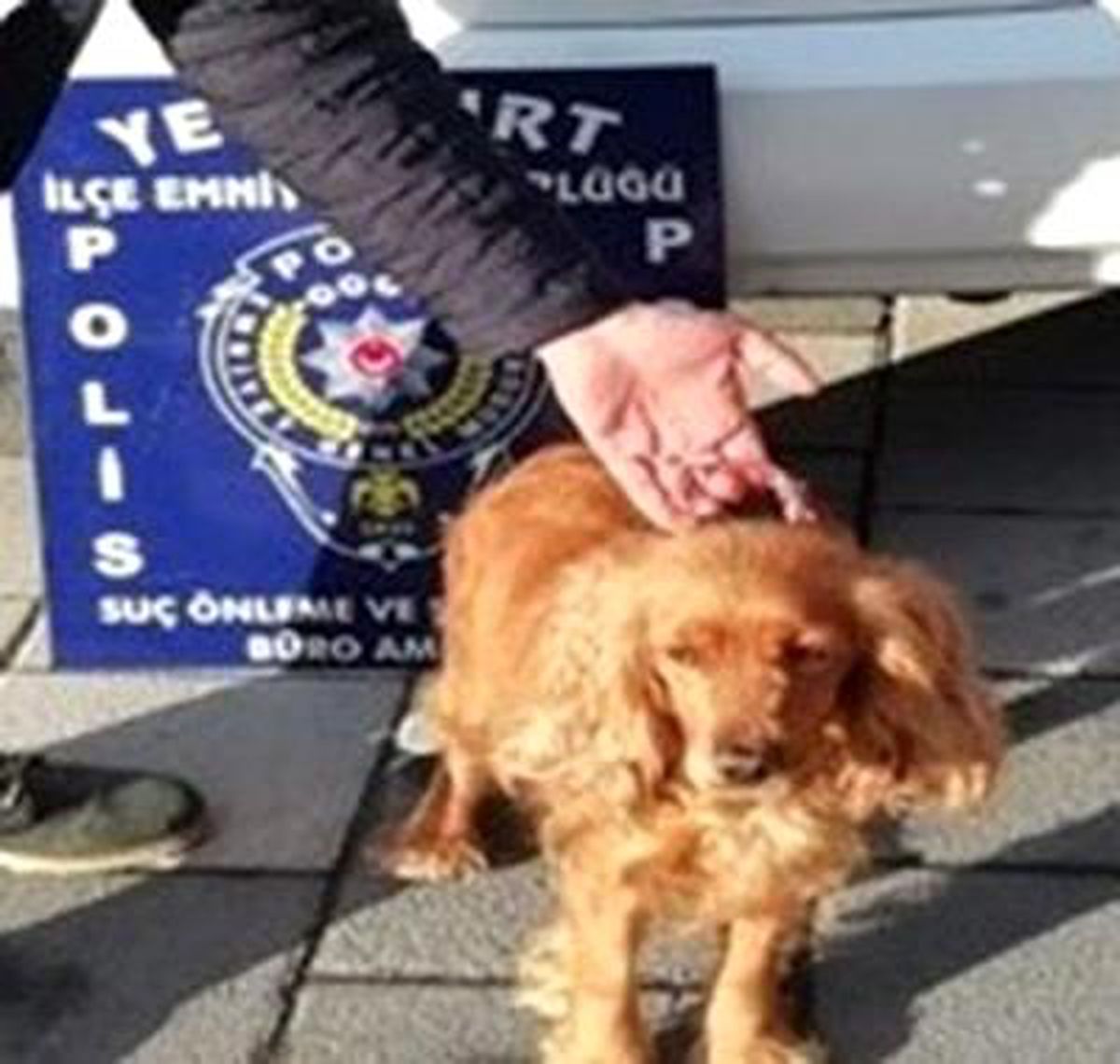 Kaybolan köpeği için polisten yardım istedi
