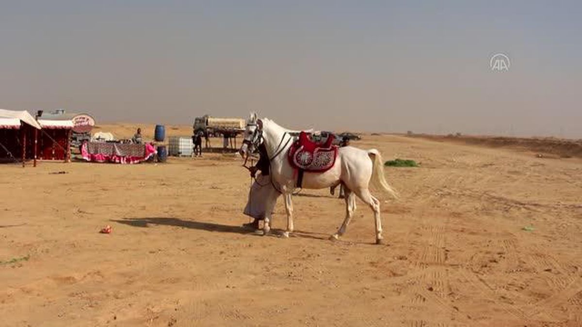 Mısır'daki 'Arap kabileleri at yarışında' kupayı 12 yaşındaki jokey kaldırdı