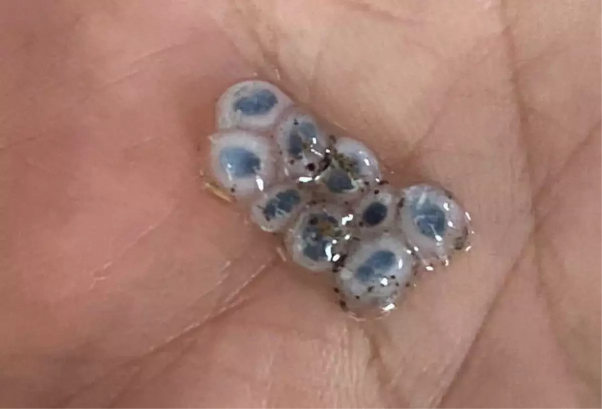 Nazar boncuğu şeklinde dolu yağdı, görenler şaşırıp kaldı