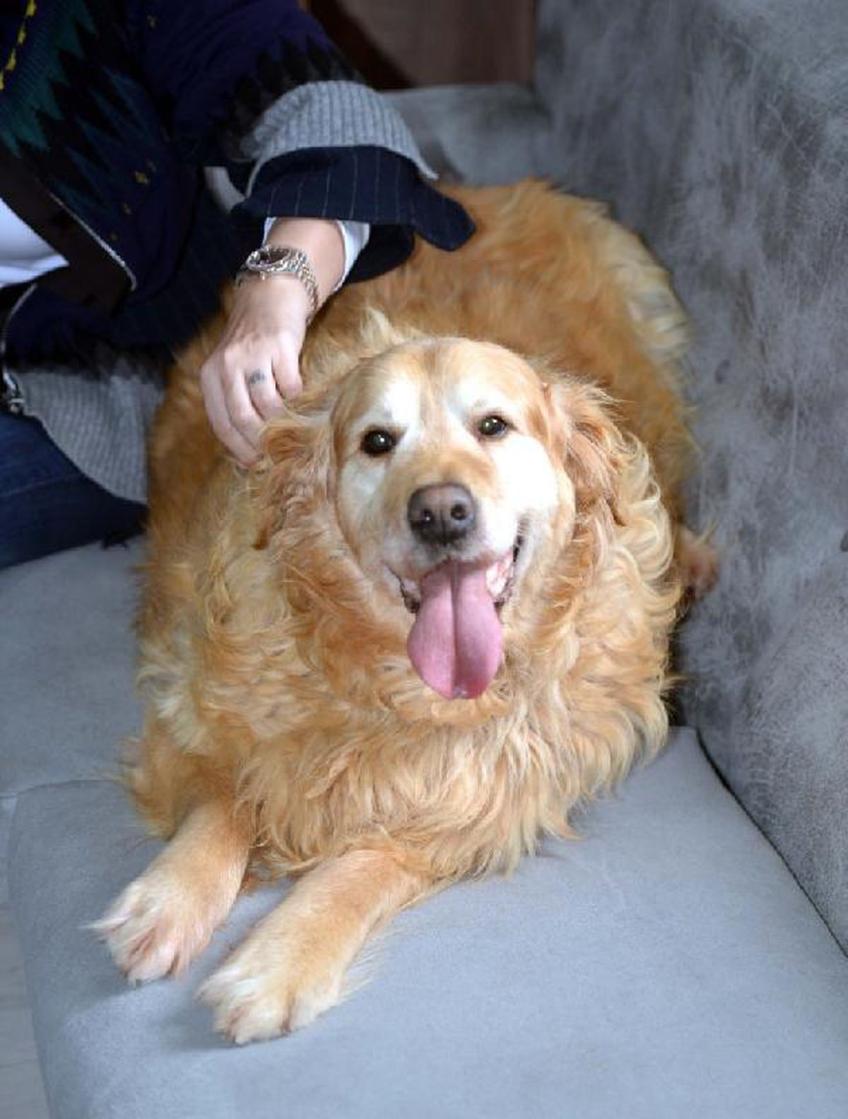 Obese dog Pasha lost 30 kilos