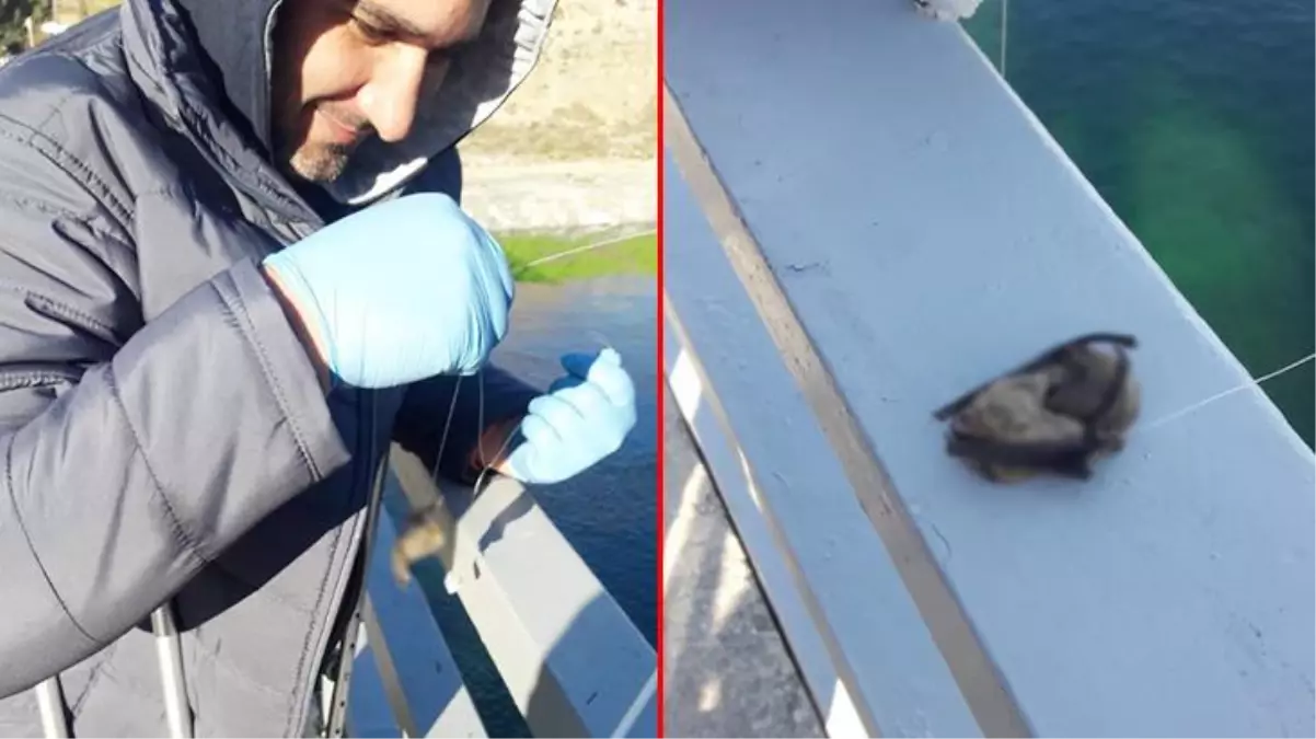 Oltaya balık yerine yarasa takıldı, balıkçı hayret etti: Gündüz vakti şaşkına döndüm