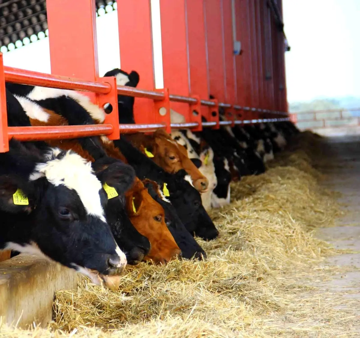 ADSYB'den 'Düve desteği' açıklaması