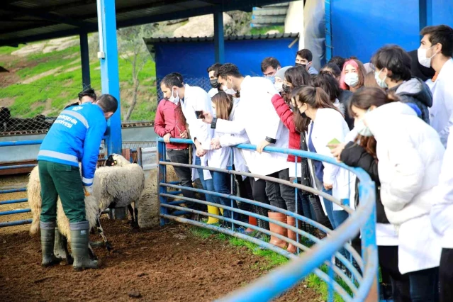 ADÜ Veteriner Fakültesi öğrencileri Sakız Koyunu Çiftliği'nde ders yaptı