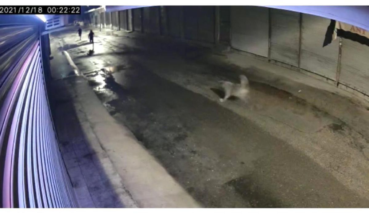 Bakkala giren hırsızları köpek kovaladı