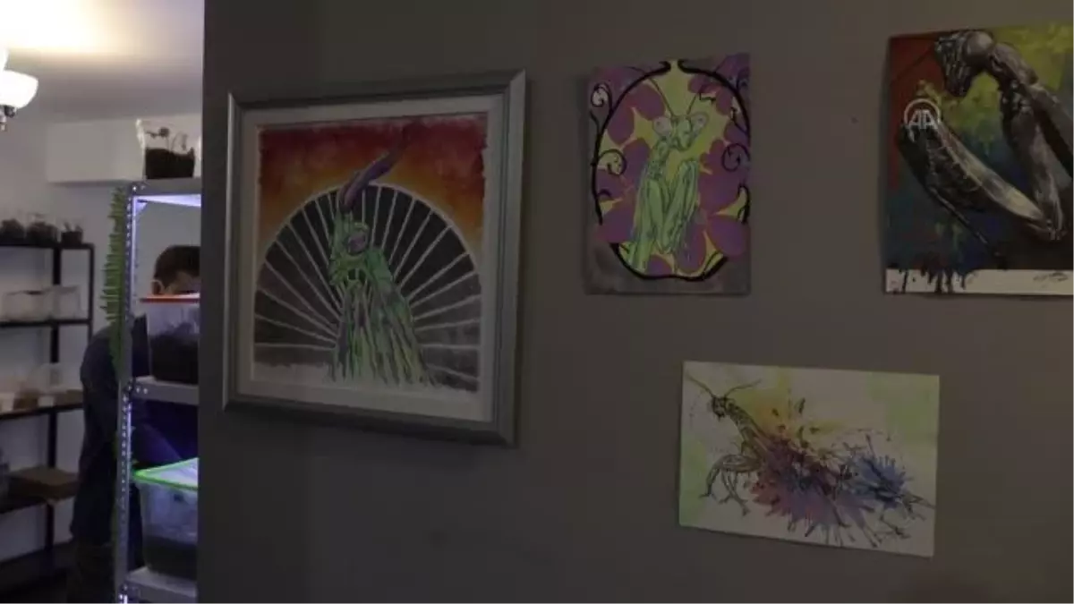 Canlı böcek müzesi