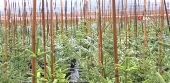 Doğaya faydalı yılbaşı ağacı süslemesi