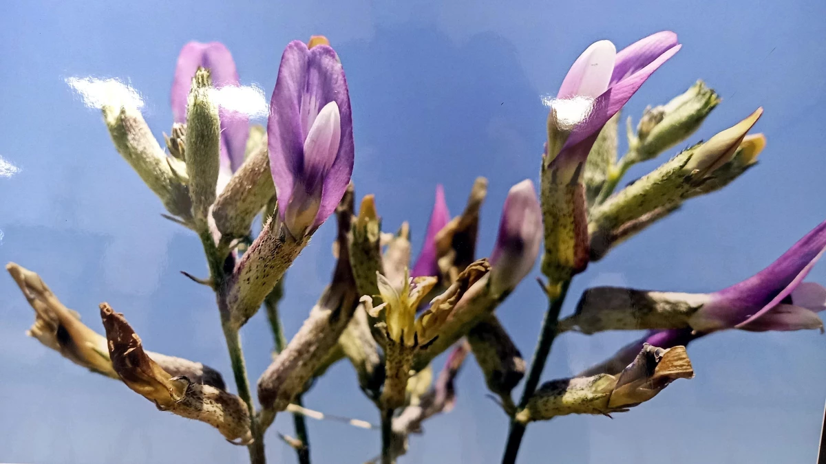 Endemik 'Beypazarı geveni'nin fotoğrafları sergileniyor