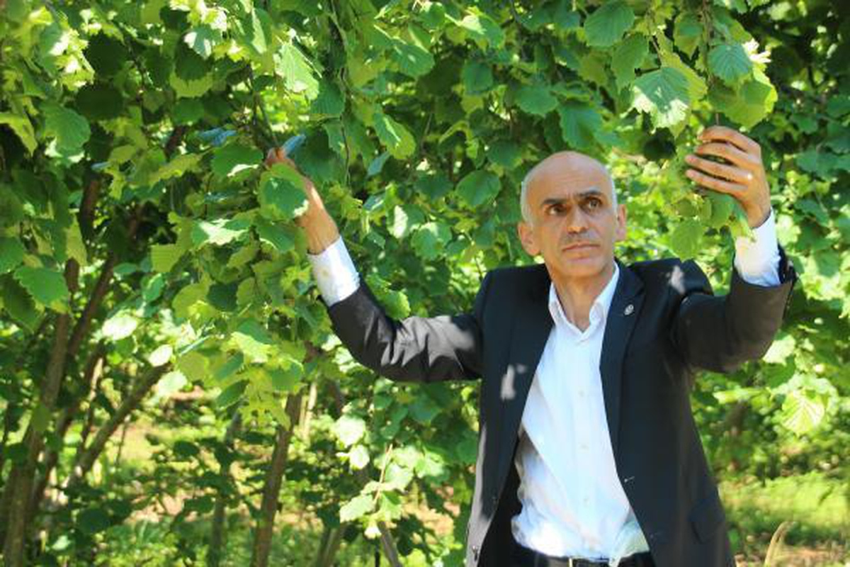 Giresun Ziraat Odası Başkanı Karan, fındık üreticileri için destek istedi