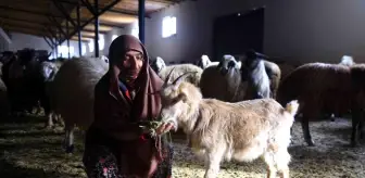 Gümüşhaneli kadınlar bileziklerini bozdurup hayvancılığa yatırım yaptı