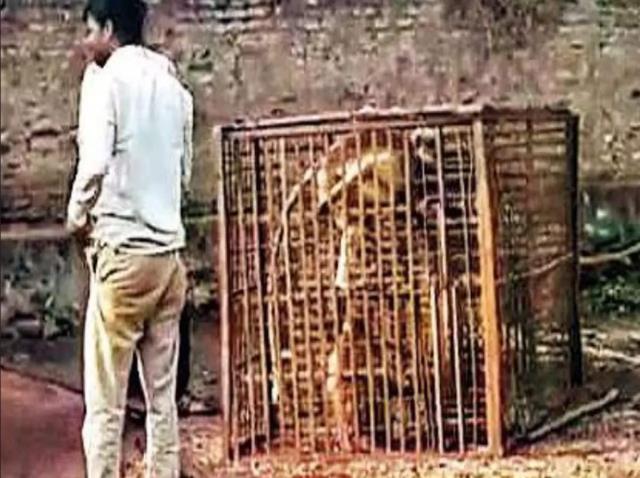 Hindistan'da 250 köpeği öldüren maymunlar kafese kapatıldı