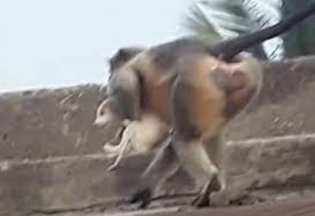 Hindistan'da 250 köpeği öldüren maymunlar kafese kapatıldı