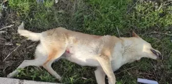 Son Dakika | Otomobilin çarptığı köpek öldü, sürücü yaralandı