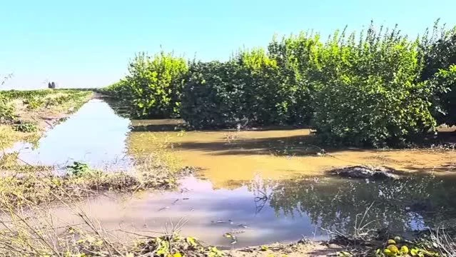 Sağanak nedeniyle bazı narenciye bahçelerinde hasar oluştu