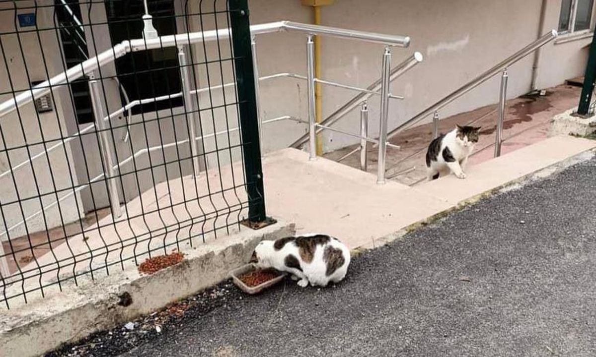 Sinop Valiliğince sokak hayvanları için doğaya mama bırakıldı