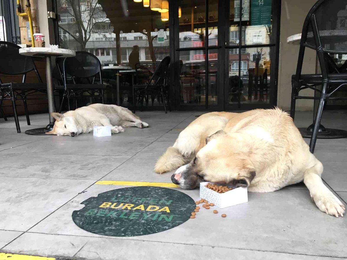 Soğuk havadan etkilenmemek için kafeye sığınan sokak köpekleri iç ısıttı