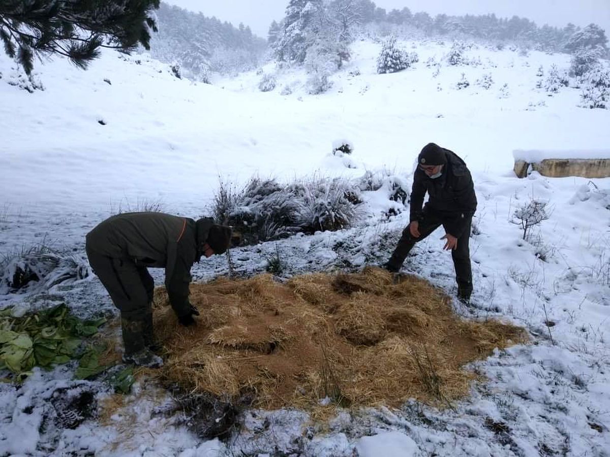 Aç kalan yaban hayvanları için doğaya yem bırakıldı