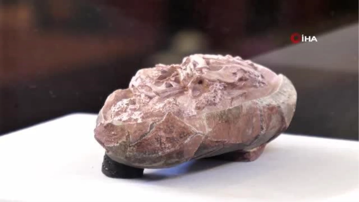 Çin'de 66 milyon yıl öncesine ait dinozor embriyosu bulundu