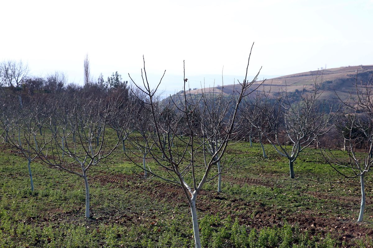 Coğrafi işaretli Niksar cevizi ağacı 350 bine, üretim de 2 bin tona çıktı