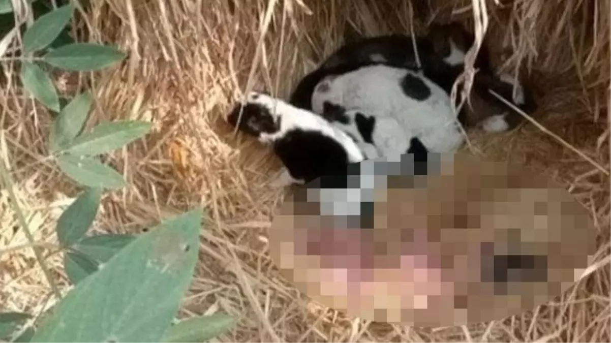 Yavru köpeklerin minik misafiri! Çalılıklara bırakılan bebek, dişi köpek sayesinde hayata tutundu