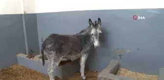 Kurt ve köpek saldırısı sonucu yaralanan sıpa, sağlığına kavuştuğu hayvan hastanesinin maskotu haline geldi