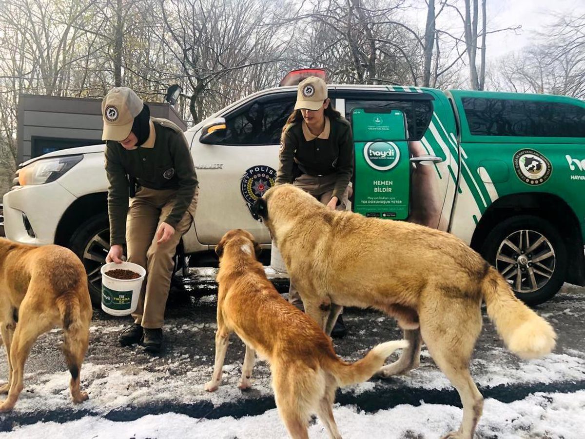Son dakika! Polis ekipleri sokak hayvanlarını besledi
