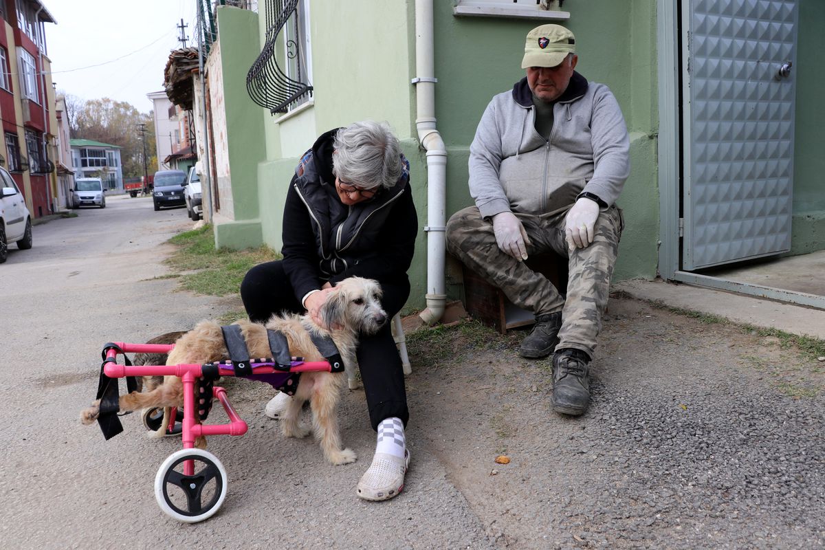 "Şans" adını verdikleri engelli köpeğe çocukları gibi bakıyorlar