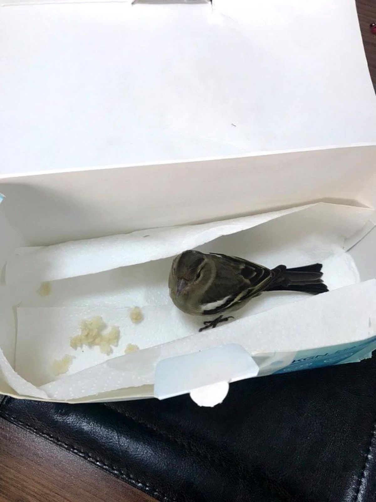 Yaralı kuşun yardımına polis memuru koştu