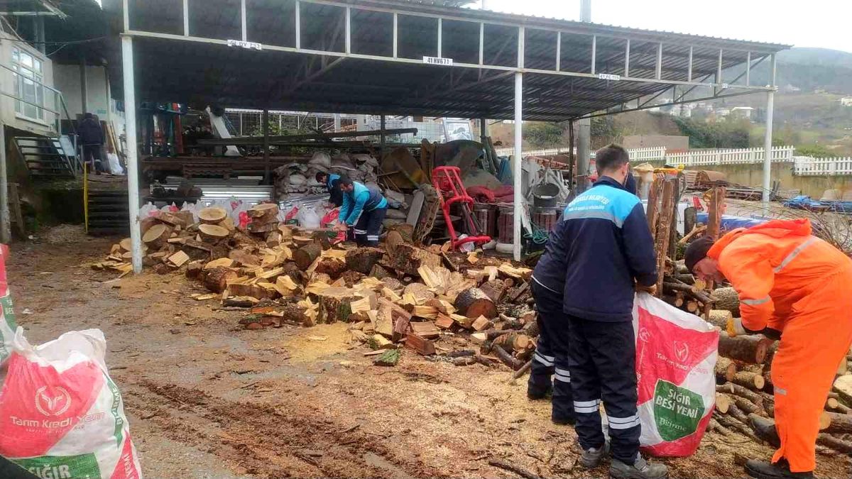 Başiskele\'de budanan ağaçlar vatandaşlara yakacak oluyor