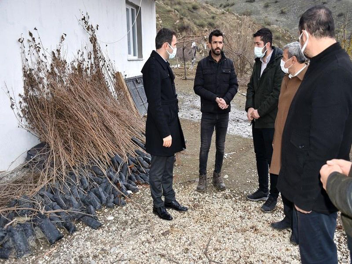 Batman\'da ipek böceği yetiştiricilerine dut fidanı desteği verildi