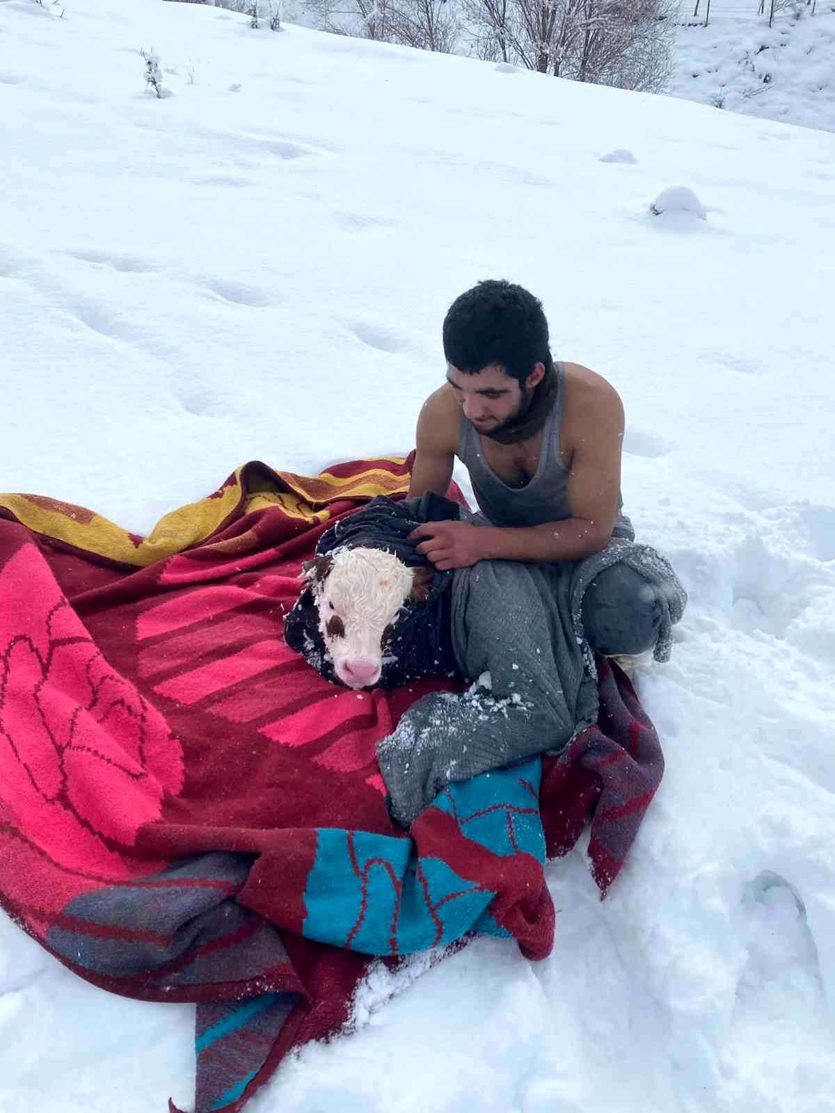 Çobandan içleri ısıtan hareket, kıyafetlerini çıkarıp buzağıya sardı