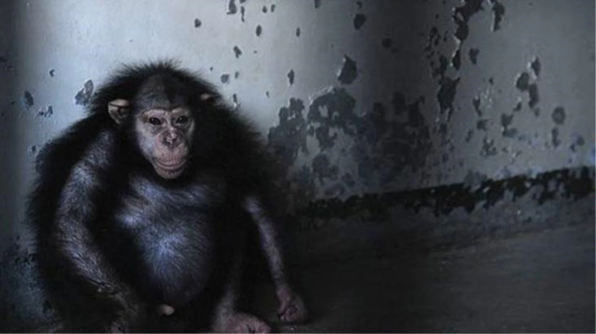 İnsanların büyüttüğü şempanze, diğer maymunlarla aynı kafese konuldu! Sonrasında olanlara kimse inanamadı