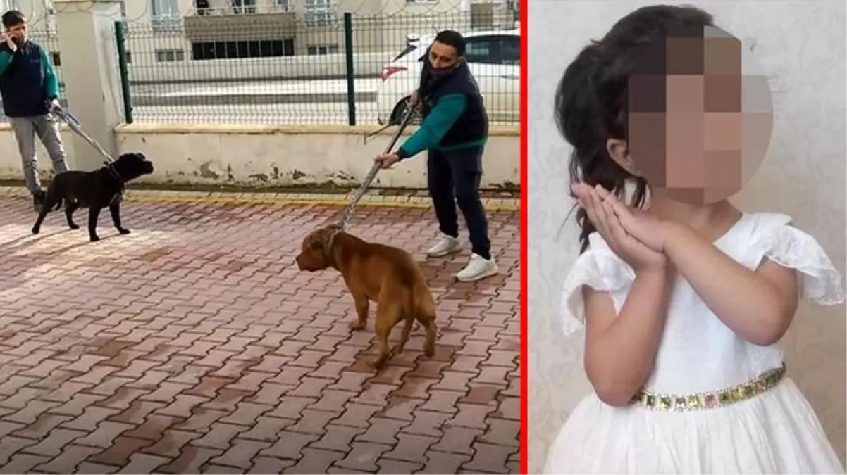 Küçük çocuğa pitbull saldırısı olayında 6 şüpheliden 3\'ü tutuklandı