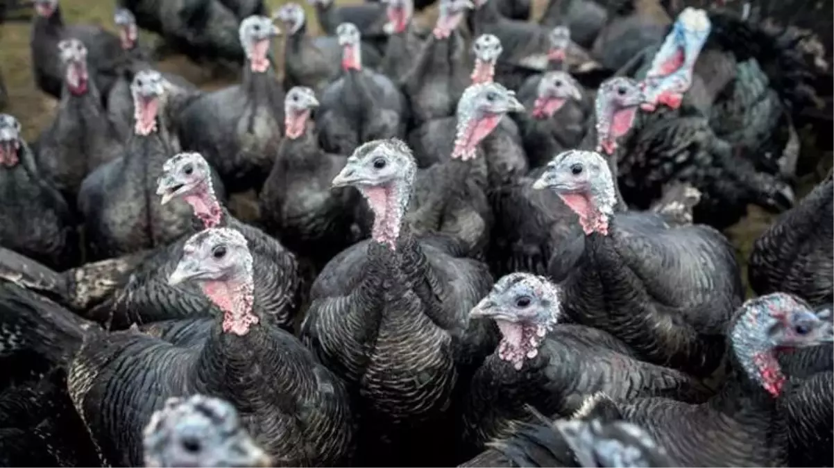 Yılbaşı öncesi hindiler de stokçulardan nasibini aldı