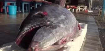 100 kiloluk torik balığı ağlara takıldı