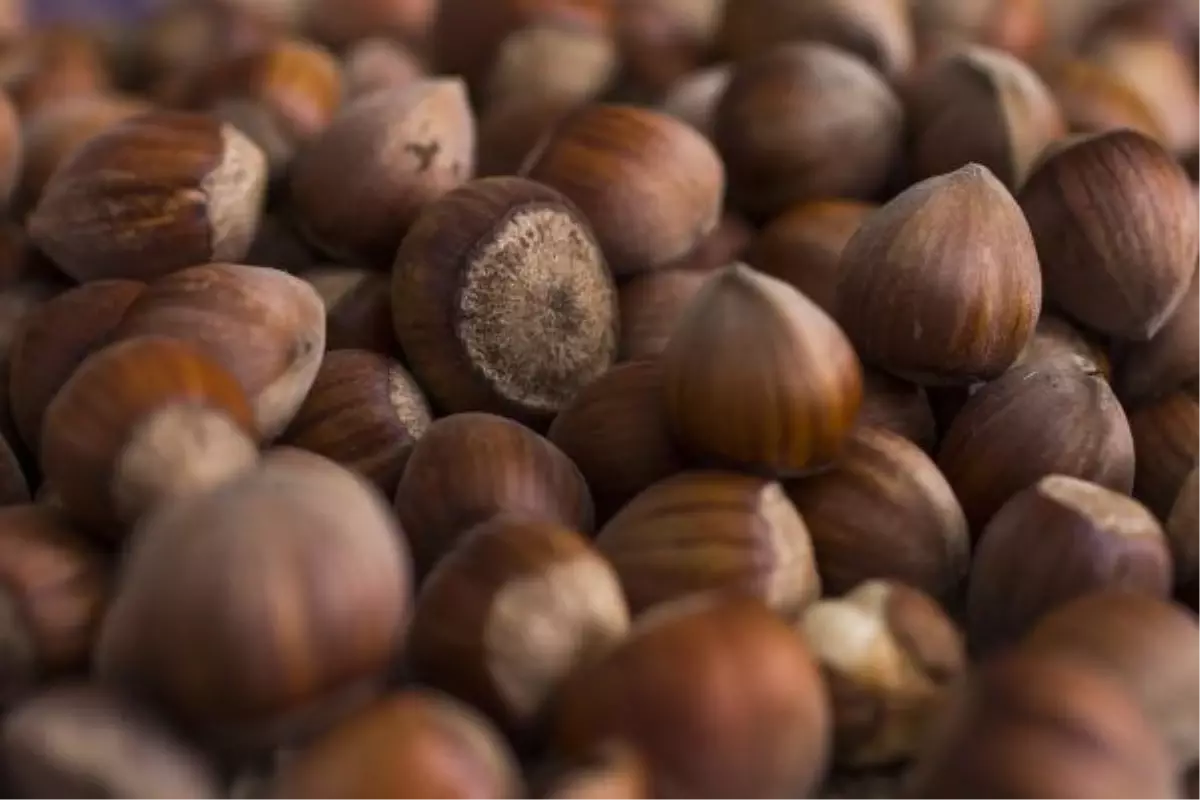 Ferrero Fındık\'tan aralık ayı tarımsal uygulama önerileri