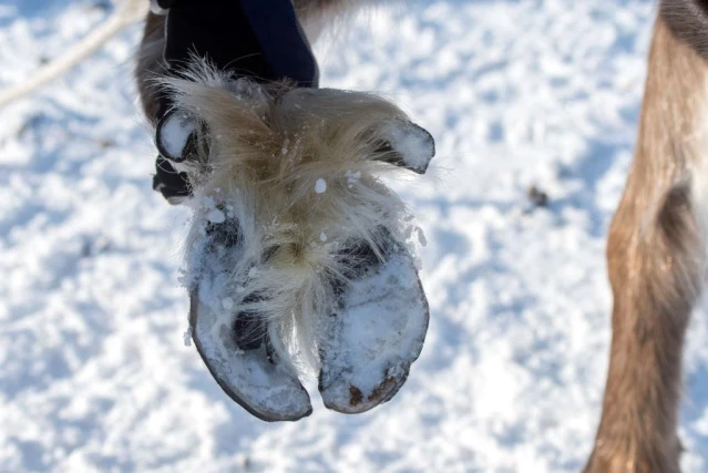 İklim değişikliği: Laponya'da çobanlar, yiyecek bulamadıkları için kaçan ren geyiklerini arıyor